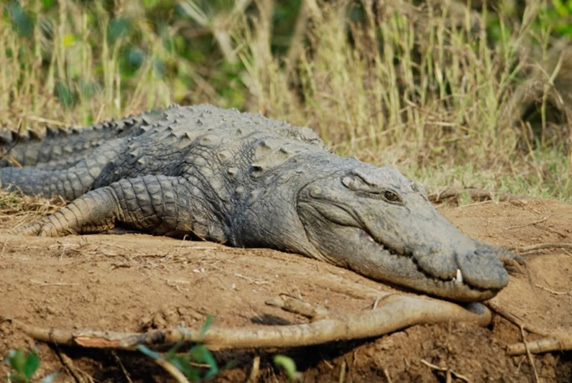 crocodilezuaririvergoa2008-11-22-1